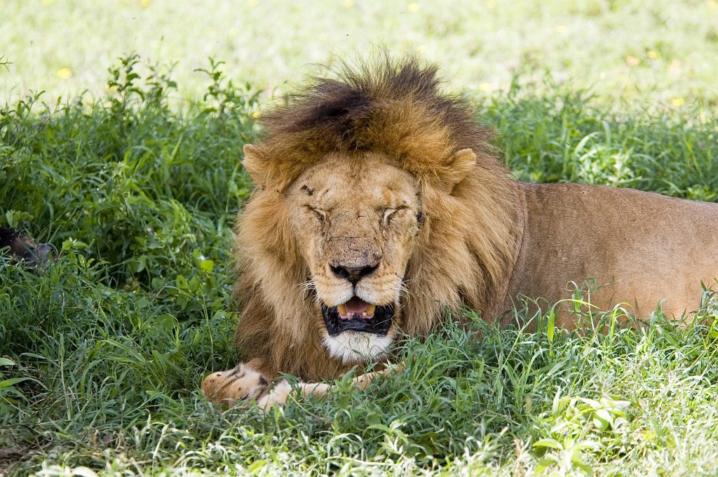 Ndutu Love han02.jpg - Lion (Panthera leo), Tanzania March 2006